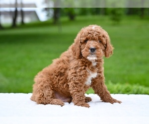 Goldendoodle (Miniature) Puppy for sale in MILLERSBURG, OH, USA