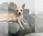 Small #2 Chihuahua Mix