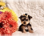 Small #2 Yorkshire Terrier