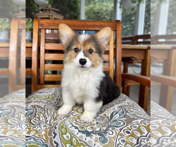 Medium Photo #3 Pembroke Welsh Corgi Puppy For Sale in NOBLESVILLE, IN, USA