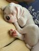 Small Photo #3 Boxer Puppy For Sale in OAKLAND, CA, USA