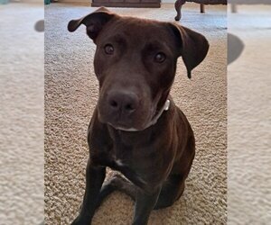 Labrador Retriever-Unknown Mix Dogs for adoption in Germanton, TN, USA