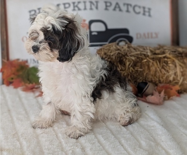 Medium Photo #39 ShihPoo Puppy For Sale in GOSHEN, IN, USA