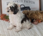 Small Photo #39 ShihPoo Puppy For Sale in GOSHEN, IN, USA