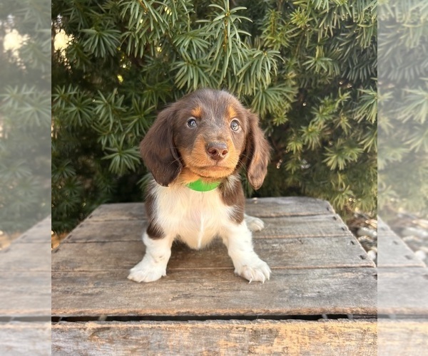 Medium Photo #5 Dachshund Puppy For Sale in MIDDLEBURY, IN, USA