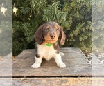 Small #4 Dachshund