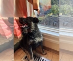 Small Photo #39 German Shepherd Dog Puppy For Sale in UNIVERSITY PL, WA, USA