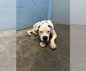 Boxer Dogs for adoption in Evansville, IN, USA