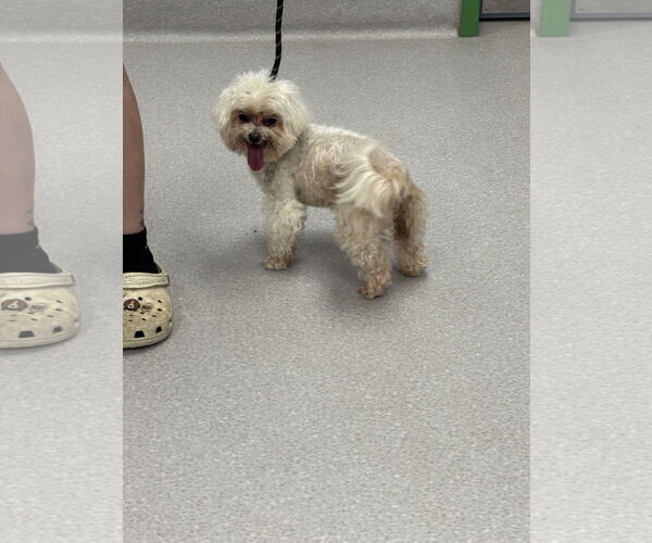 Medium Photo #4 Maltese-Unknown Mix Puppy For Sale in Washington, DC, USA