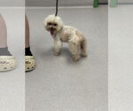 Small #3 Maltese Mix