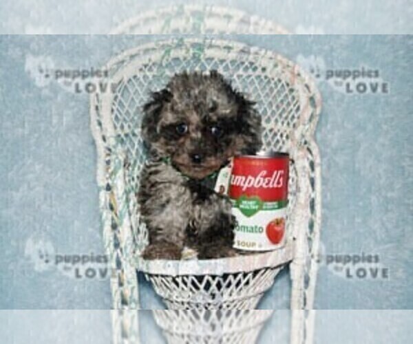 Medium Photo #8 Poodle (Toy) Puppy For Sale in SANGER, TX, USA