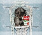 Small Photo #8 Poodle (Toy) Puppy For Sale in SANGER, TX, USA