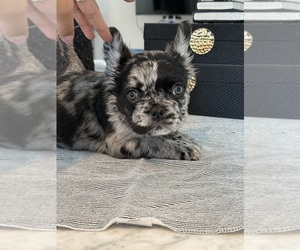 French Bulldog Puppy for sale in LAS VEGAS, NV, USA