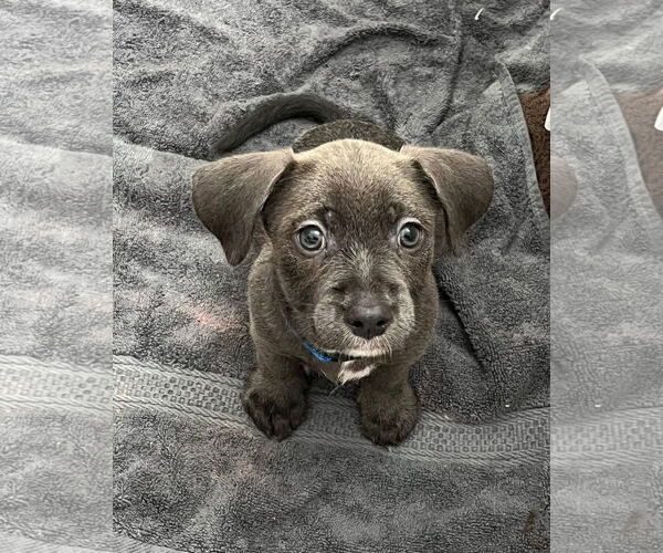 Medium Photo #1 Chi-Corgi Puppy For Sale in Jackson Township, NJ, USA