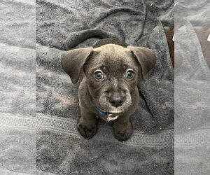 Chi-Corgi Dogs for adoption in Jackson Township, NJ, USA