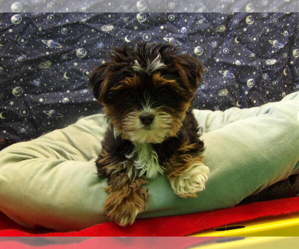 Medium Photo #13 Shorkie Tzu Puppy For Sale in PATERSON, NJ, USA