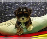 Puppy Juniper Shorkie Tzu