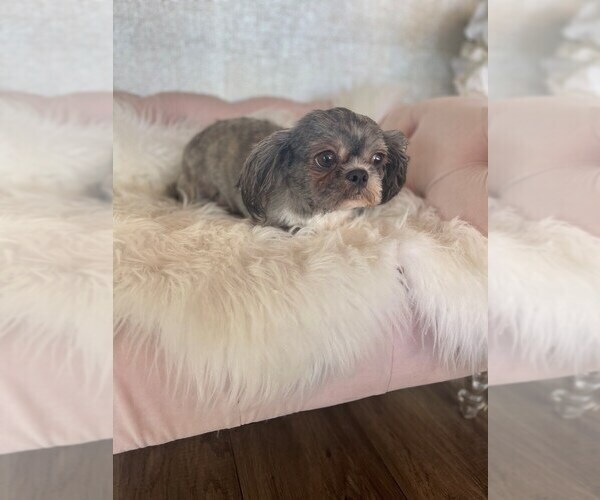 Medium Photo #2 Shih Tzu Puppy For Sale in STUART, FL, USA