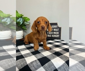 Dachshund Puppy for sale in INDIANAPOLIS, IN, USA