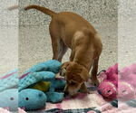 Small #4 Boxer Mix