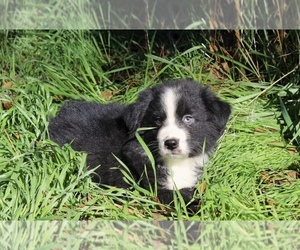 Medium Australian Shepherd