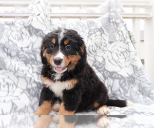 Bernese Mountain Dog Puppy for sale in SHILOH, OH, USA