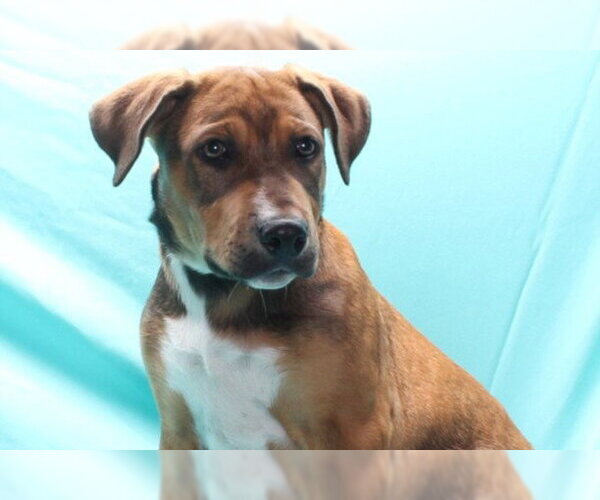 Medium Photo #2 German Shepherd Dog-Unknown Mix Puppy For Sale in Burbank, CA, USA