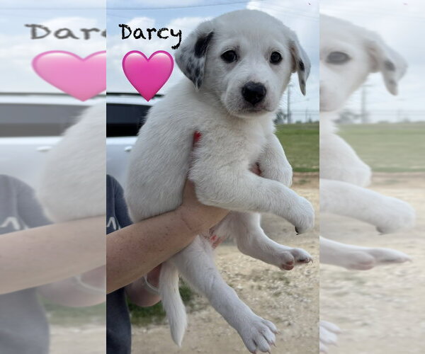 Medium Photo #2 Australian Shepherd Puppy For Sale in Brewster, NY, USA