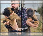 Puppy Sunny Belgian Malinois
