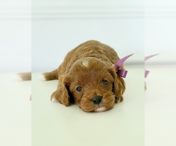Medium Photo #1 Cavapoo Puppy For Sale in GULF SHORES, AL, USA