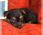 Puppy 2 Yorkshire Terrier