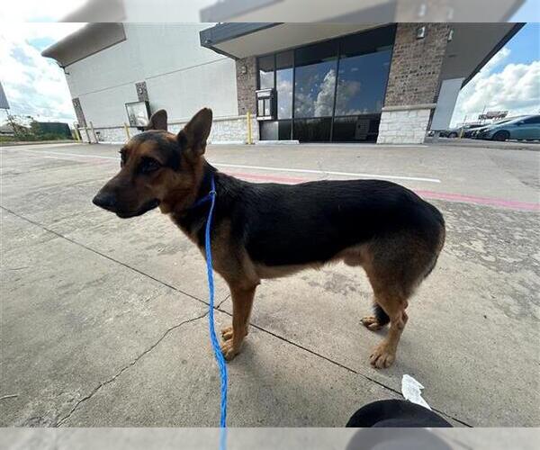 Medium Photo #1 German Shepherd Dog Puppy For Sale in Houston, TX, USA