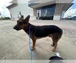 Small German Shepherd Dog