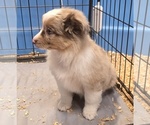 Reba - Female Miniature Australian Shepherd Puppy for Sale - Photo #4