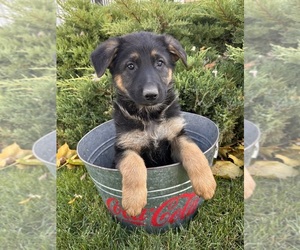 German Shepherd Dog Puppy for sale in MIDDLEBURY, IN, USA