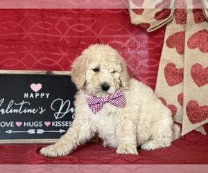 Goldendoodle Puppy for sale in LANCASTER, PA, USA