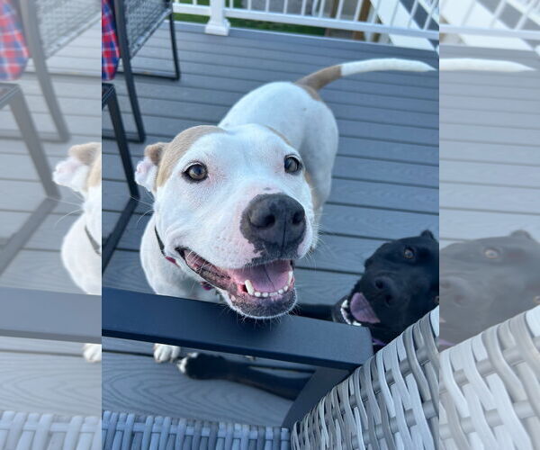 Medium Photo #5 American Pit Bull Terrier-Unknown Mix Puppy For Sale in Clarkston, MI, USA