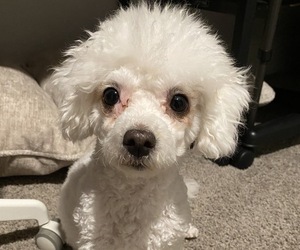 Mother of the Bichon Frise puppies born on 08/30/2025