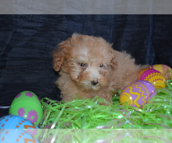 Medium Photo #1 Poodle (Toy) Puppy For Sale in GREENWOOD, WI, USA