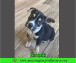 Small American Staffordshire Terrier-Beagle Mix