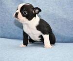 Small Photo #2 Boston Terrier Puppy For Sale in HOMINY, OK, USA