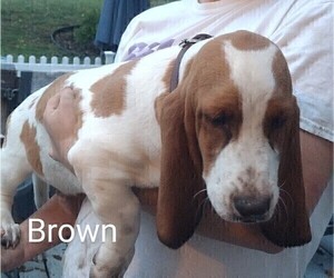 Basset Hound Puppy for sale in PORTLAND, TN, USA