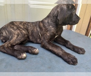 Cane Corso Dog for Adoption in FRIEDENS, Pennsylvania USA