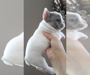 French Bulldog Puppy for sale in WHITE PLAINS, MD, USA