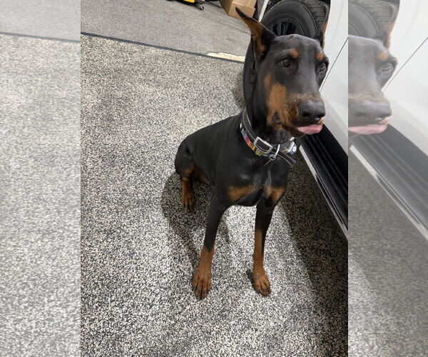 Medium Photo #4 Doberman Pinscher Puppy For Sale in Buffalo, MN, USA