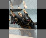 Small Photo #1 German Shepherd Dog Puppy For Sale in PENSACOLA, FL, USA