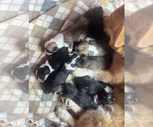 Pembroke Welsh Corgi Litter for sale in CONWAY, MO, USA