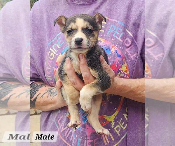 Medium Photo #2 Mutt Puppy For Sale in Royal Palm Beach, FL, USA
