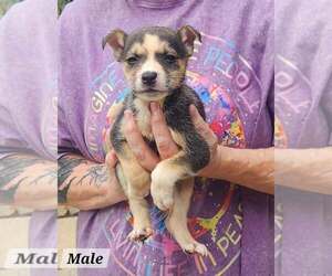 Boyfriend* - Male Mutt Dog for Adoption - Photo #2
