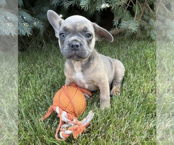 Medium Photo #2 French Bulldog Puppy For Sale in MIDDLEBURY, IN, USA